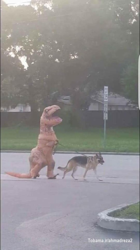 من و سگم تو خیابون با هم در حال قدم زدن